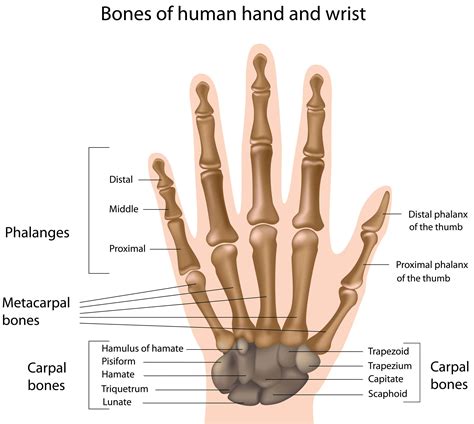The joints in the fingers are __________. - Joint fusion is commonly used to treat osteoarthritis of the top (distal interphalangeal) and middle (proximal interphalangeal) joints of the finger as well as basal thumb arthritis (base of the ... 
